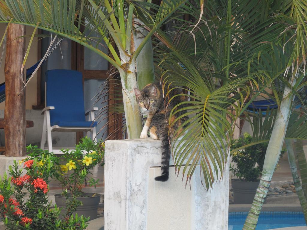 Casa Lajagua Bed and Breakfast Pedasi Town Buitenkant foto